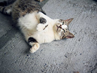Бездомная кошка Бездомная кошка