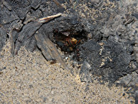 Муравьи Pheidole dentata Муравьи Pheidole dentata