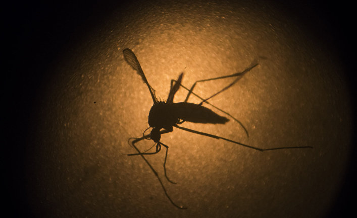 Комар вида Aedes aegypti под микроскопом в институте Фиокруз, город Ресифи, Бразилия Комар вида Aedes aegypti под микроскопом в институте Фиокруз, город Ресифи, Бразилия
