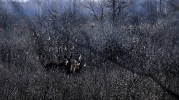 Лоси рядом с деревней Красноселье на территории Полесского радиационно-экологического заповедника