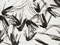 Комар Aedes albopictus - переносчик вируса Зика Комар Aedes albopictus - переносчик вируса Зика