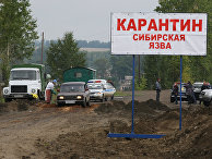 Вспышка сибирской язвы в Алтайском крае Вспышка сибирской язвы в Алтайском крае