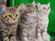 Выставка кошек "Гран-при Royal Canin" в Москве Выставка кошек "Гран-при Royal Canin" в Москве