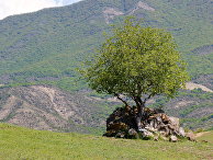 Дерево в Джвари, Грузия Дерево в Джвари, Грузия
