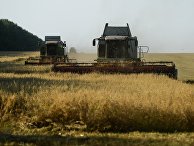 Уборка зерновых в Новосибирской области Уборка зерновых в Новосибирской области