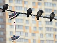 Голуби сидят на проводах в районе Измайлово в Москве Голуби сидят на проводах в районе Измайлово в Москве