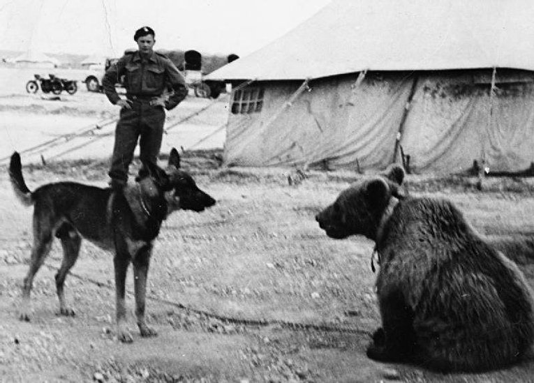 Военный медведь картинки