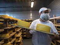 Демонстрация перекладки сыров в хранилище созревания сыра сыроварни "Русский пармезан" Демонстрация перекладки сыров в хранилище созревания сыра сыроварни "Русский пармезан"