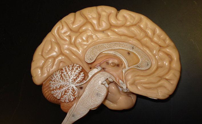 Модель человеческого мозга