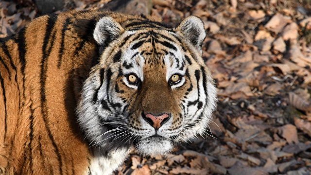 Токио симбун (Япония): китайские браконьеры — смертельная опасность для амурского тигра