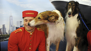 Русски борзые с хозяином на выставке собак в Англии