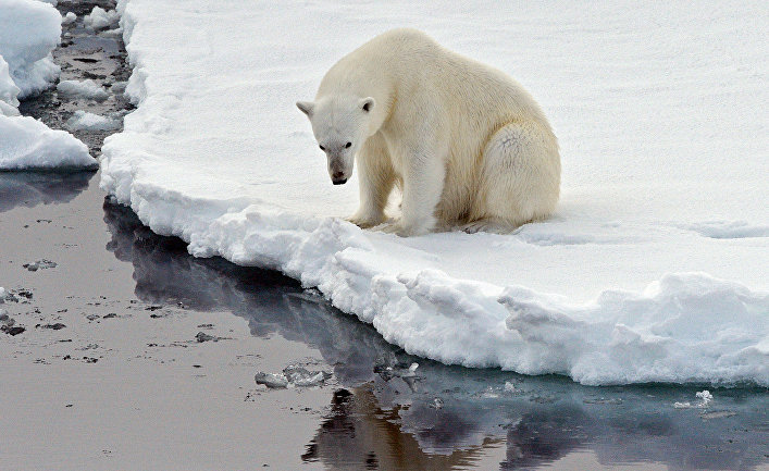 Bloomberg: эта зима стала самой теплой за всю историю наблюдений, и во всем виноват Северный полюс