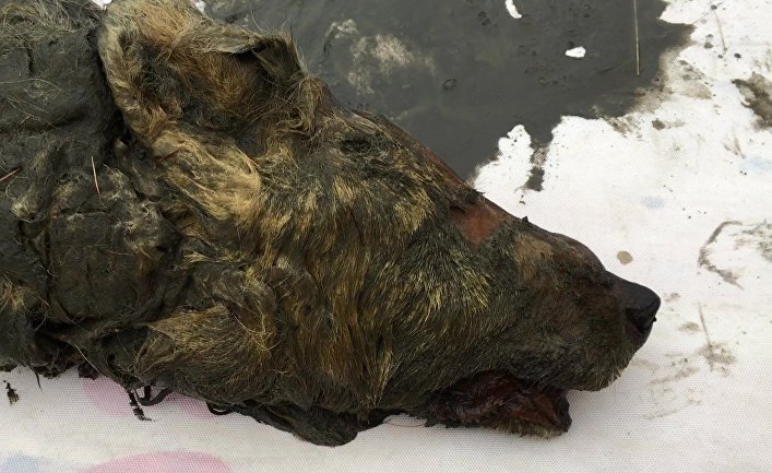 В Якутии нашли голову волка, жившего 40 тысяч лет назад