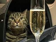 Кот Виктор Кот Виктор