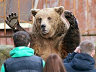 Бурый медведь в зоопарке Бурый медведь в зоопарке
