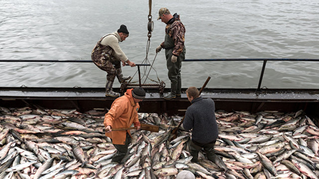 NRK (Норвегия): Александр поймал 35 русских лососей, которые могут стать угрозой для норвежских нерестовых рек.
