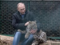 В.Путин посетил Центр разведения и реабилитации леопарда в Сочи В.Путин посетил Центр разведения и реабилитации леопарда в Сочи