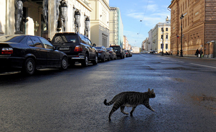 Кошка перед зданием Эрмитажа в Санкт-Петербурге