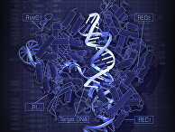Кристаллическая структура CRISPR–Cas9 Кристаллическая структура CRISPR–Cas9