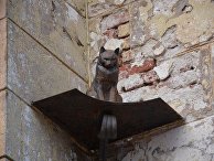 Памятник кошке в Санкт-Петербурге Памятник кошке в Санкт-Петербурге