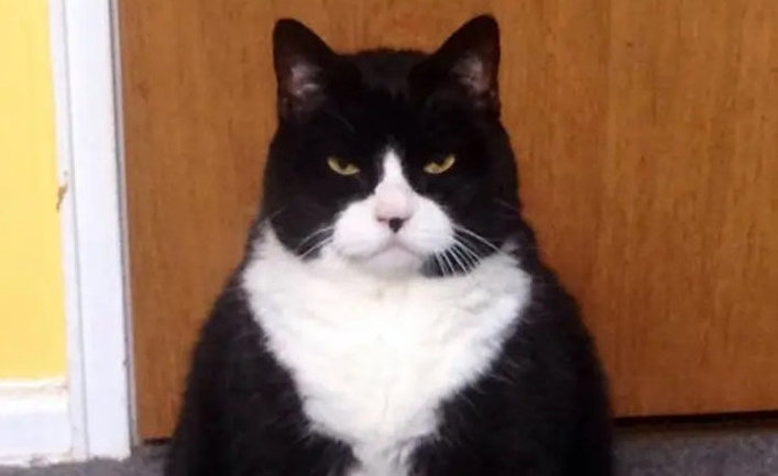 I think my girlfriend'a cat is plotting my death