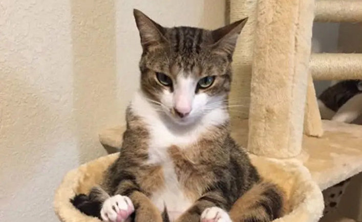 I think my cat is plotting to kill me