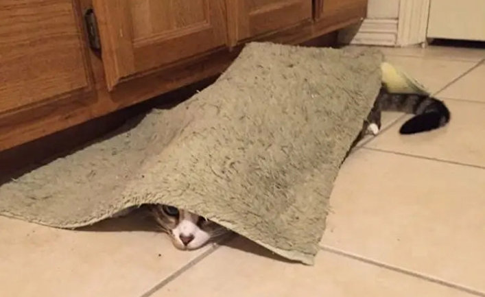 (Update) Knew my cats were plotting to kill me, ninja hiding on my way to bathroom.
