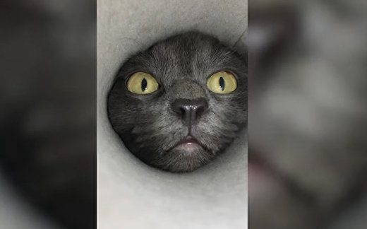 Curious Cat Puts Head Into Tube Curious Cat Puts Head Into Tube