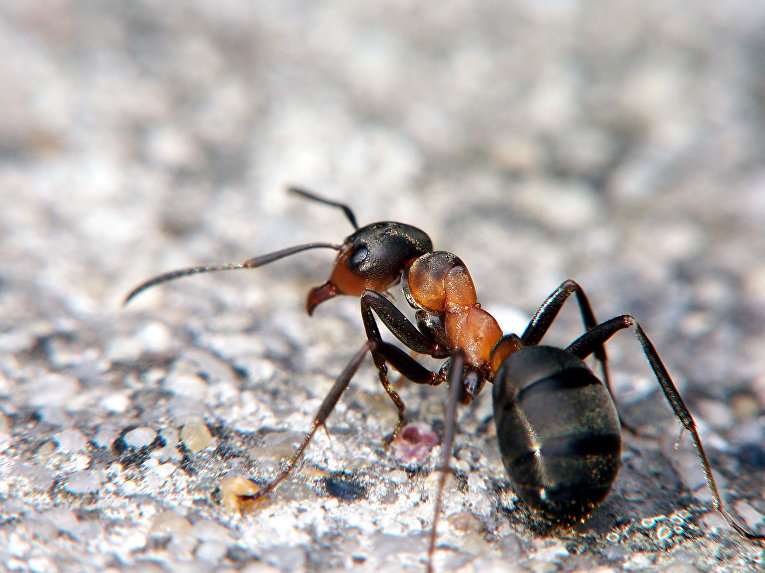 Как выглядят лесные муравьи фото