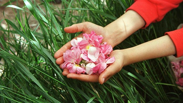 Хуаньцю шибао (Китай): для кого цветет и благоухает персидская роза в разгар эпидемии?