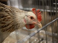 Курица на "живой экспозиции" на ВДНХ Курица на "живой экспозиции" на ВДНХ