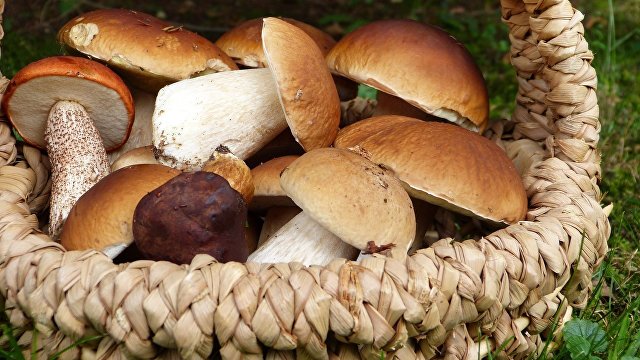 Нихон кэйдзай (Япония): грибы для профилактики рака