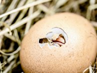 Птенец вылупляется из яйца Птенец вылупляется из яйца