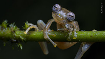 Лучшие фотографии конкурса Wildlife Photographer of the Year