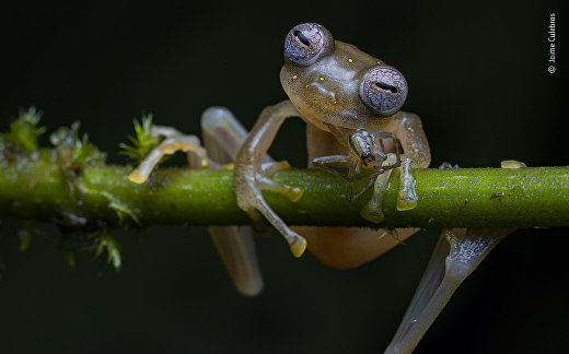 Лучшие фотографии конкурса Wildlife Photographer of the Year Лучшие фотографии конкурса Wildlife Photographer of the Year