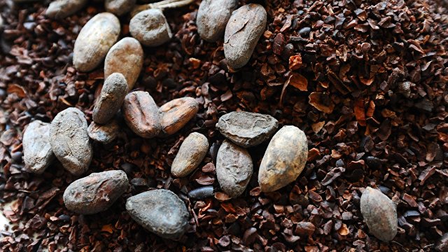 Хуаньцю шибао (Китай): чашка какао помогает улучшить когнитивные функции мозга