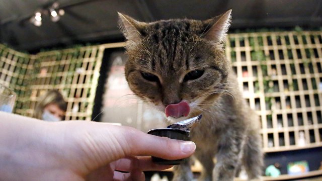 Чем нельзя кормить кошек: список опасных продуктов (Телеканал новин 24, Украина)