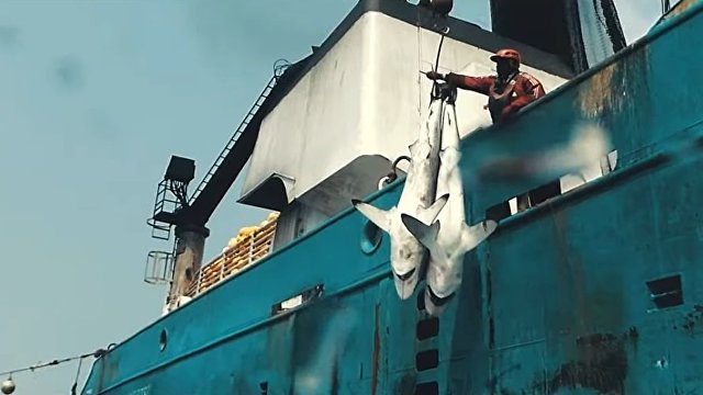 Детали (Израиль): фильм, после которого тысячи людей перестали есть рыбу